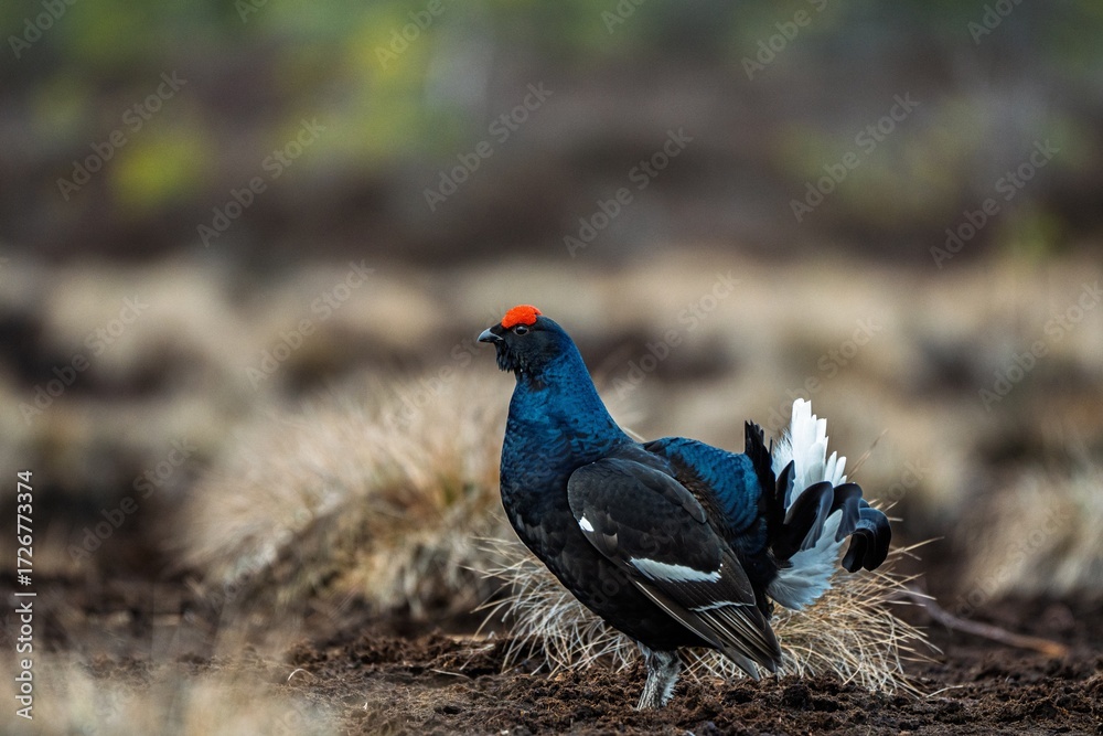 Fototapeta premium Capture the beauty of a black grouse in its natural habitat. This striking wildlife photograph showcases the grouse s unique features, ideal for nature publications and educational projects.