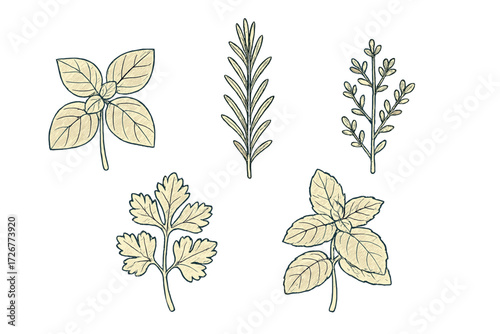 Variety of fresh aromatic culinary herbs and spices including basil rosemary and parsley for cooking and seasoning food ingredients