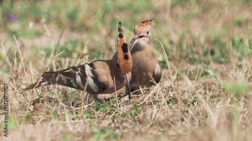 The Eurasian hoopoe birds looking for food in a meadow in autumn, Upupa epops