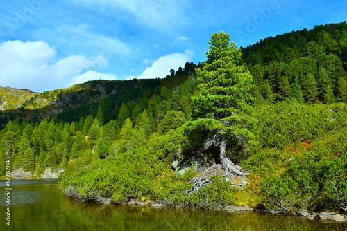 Austrian stone pine (Pinus cembra) and mugo pine bushes above the water of Zwiefler lake in Sölktäler nature park in Niedere Tauern, Styria, Austria