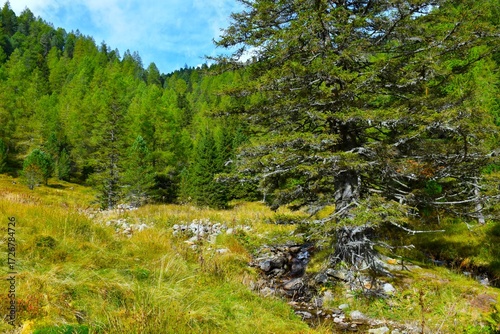 Spruce tree next to a stream and a meadow with dry grass and a larch forest above