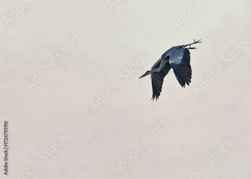 Cigueña volando