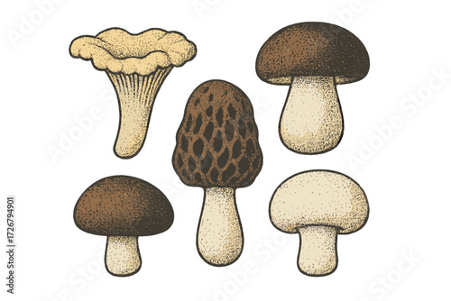 Diverse collection of edible wild mushrooms featuring chanterelle, morel, and boletus fungi in a vintage style