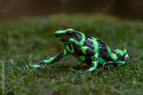 Green-and-black poison dart frog (Dendrobates auratus), also known as the green-and-black poison arrow frog and green poison frog walking in the Rainforest near Sarapiqui in Costa Rica