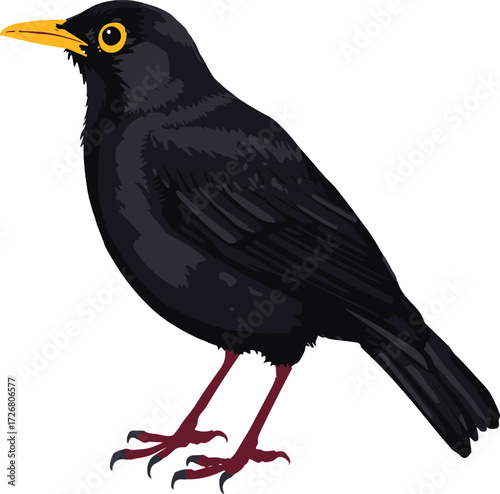 A detailed illustration of a blackbird with a yellow beak and yellow eye on a white background avian