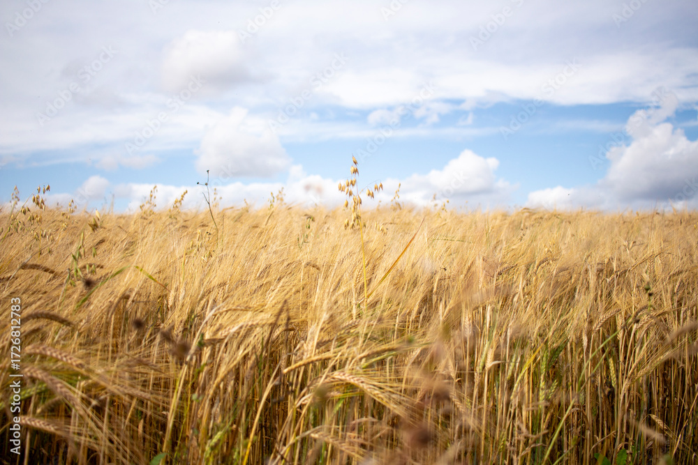 Fototapeta premium Wind im Feld
