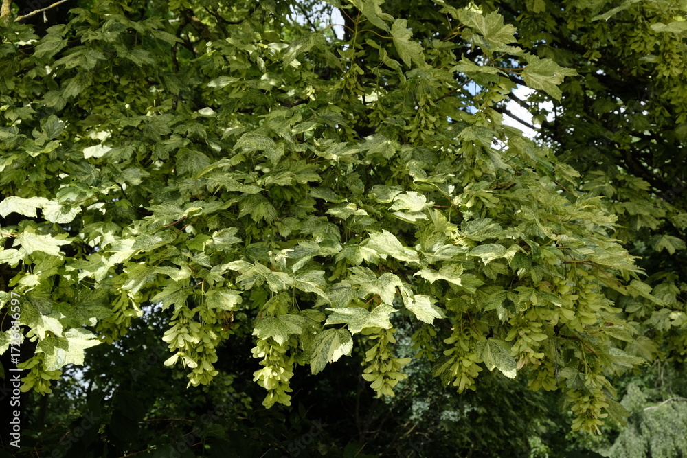 Fototapeta premium Acer pseudoplatanus 'Leopoldii' – Ahorn