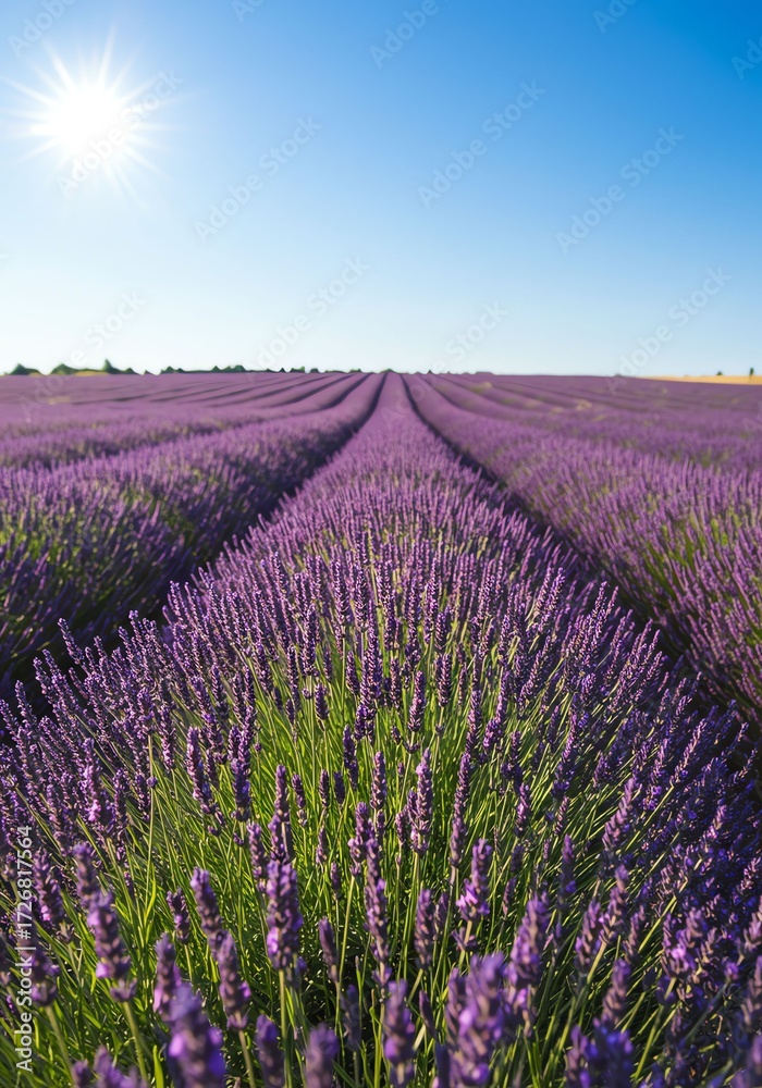 Obraz premium Vast Lavender Field Under Bright Sunlight in Clear Blue Sky