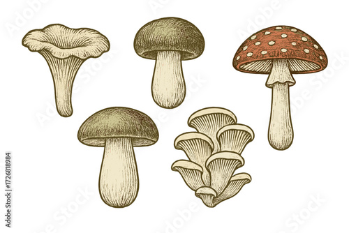 Different types of mushrooms drawn in an artistic style showcasing details and varieties observed in nature