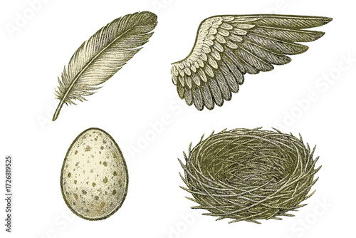 Feather, wing, egg, and nest illustrated in natural colors showcasing avian life elements and their interconnectedness in nature