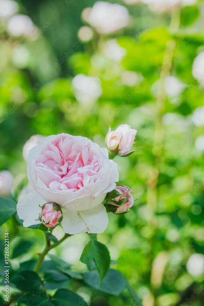 Obraz premium Roses blooming in a vibrant garden during springtime