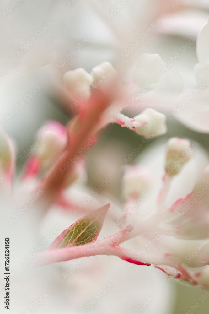 Fototapeta premium Hortensie