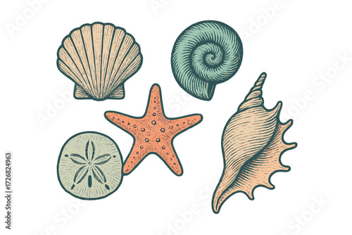 Shells and starfish collection displayed in decorative arrangement on a light background showing ocean life