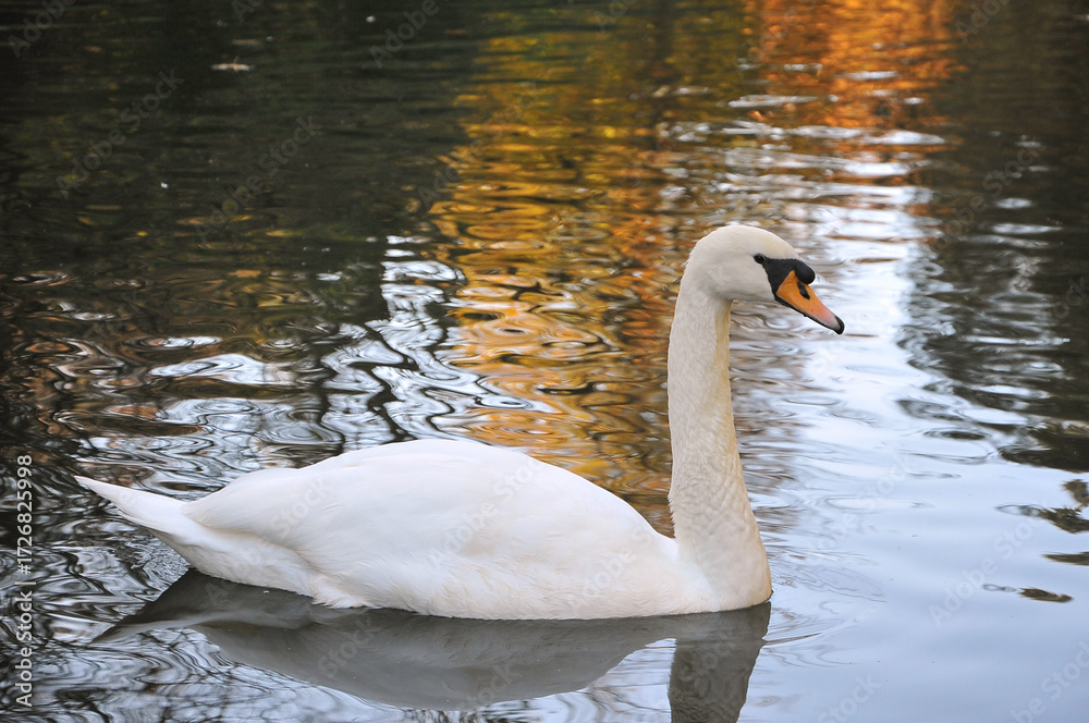 Obraz premium One white swan (cygnus olor) on the autumn lake .Closeup photo. Nature, fauna ,waterbirds, portrait swan in autumn .