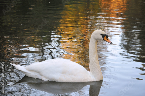 One white swan (cygnus olor) on the autumn lake .Closeup photo. Nature, fauna ,waterbirds, portrait swan in autumn .