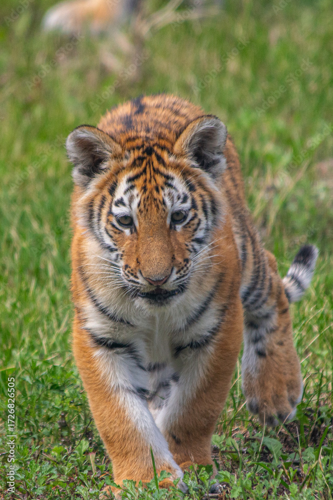 Fototapeta premium Tiger Cub