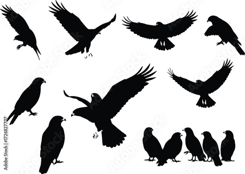 Raptor bird silhouette vector set, flying and perched poses, black shapes with wing detail, nature artwork for wildlife, decor, and design