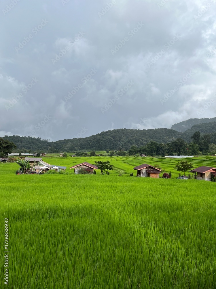 Obraz premium Tranquil Village Scene in the Lush Rice Fields: A picturesque scene unfolds as a quaint village nestles among vibrant green rice fields under the serene, overcast sky.