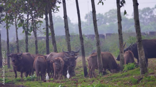 A herd of water buffaloes on a new asphalt road. Buffaloes look very funny. Vietnam
