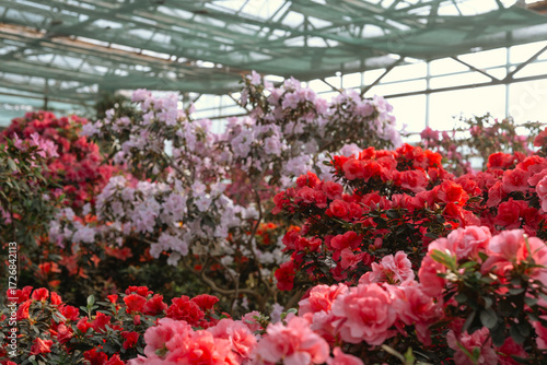 Wallpaper Mural Azalea Flowers Blooming  in a Greenhouse Torontodigital.ca