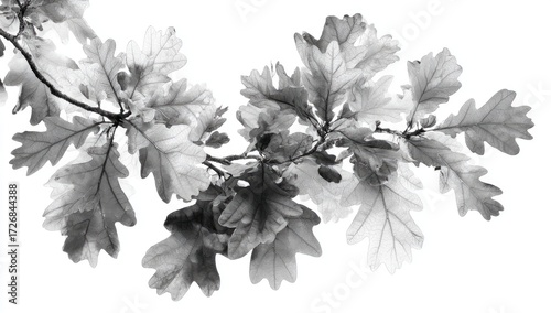 Gray scale close-up of oak leaves and branches