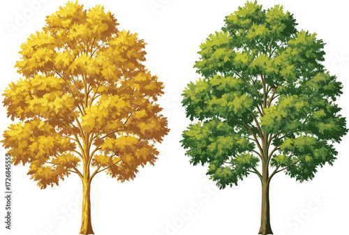 Autumn tree, summer tree, seasonal contrast, nature landscape, green foliage, yellow leaves, deciduous trees, seasonal change, outdoor scenery, vibrant colors