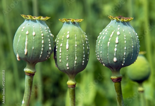 Canvas Print opium poppy heads milk latex papaver somniferum
