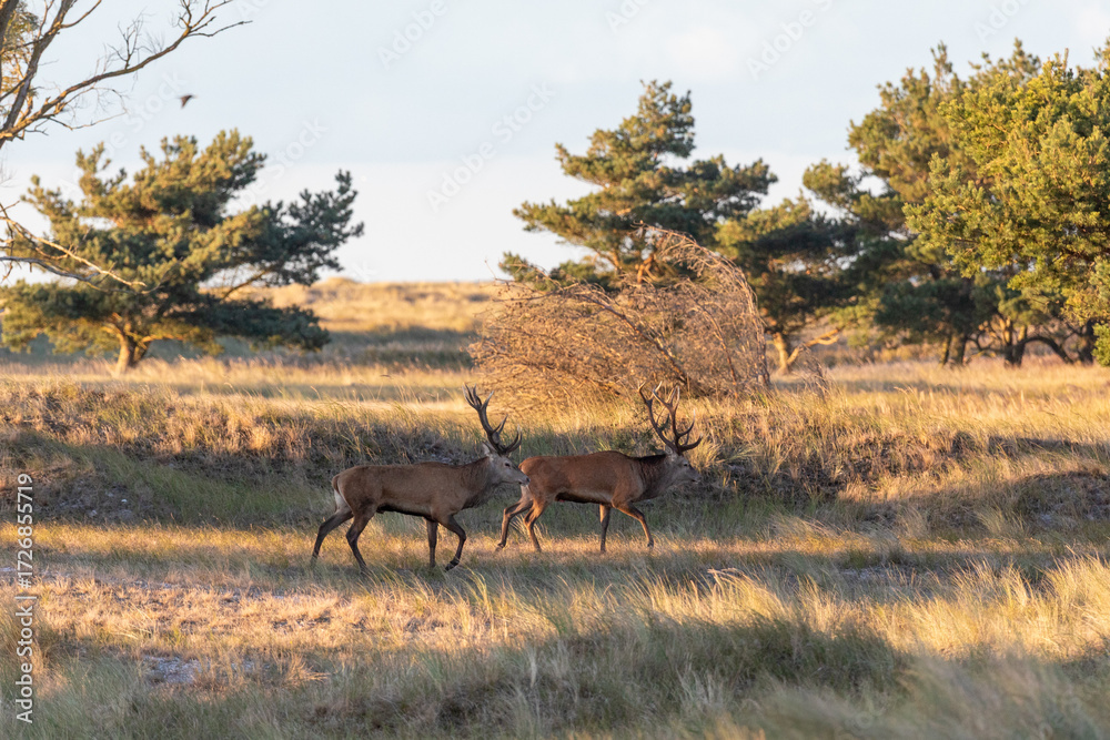 Naklejka premium Hirschbrunft an der Ostsee am Darßer Ort.