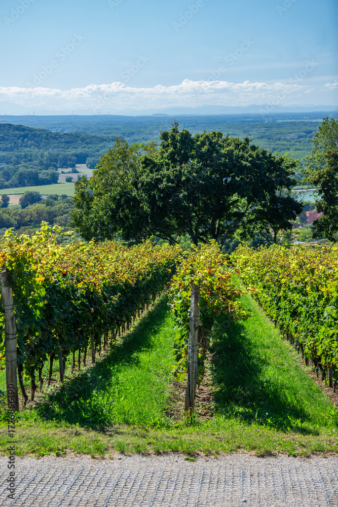 Fototapeta premium Vineyard at the end of summer, before harvest