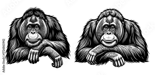Vector art of two orangutans resting their heads on their hands, a charming wildlife scene
