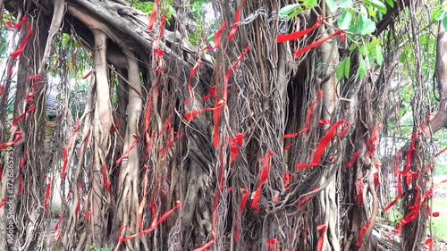 The banyan trunk wiyh tabular roots is entangled with vines during the calendar winter. Vietnam