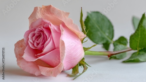 Elegant pink rose with delicate curled petals and lush green stem on bright white background, side view capturing soft textures and romantic beauty with ample copy space