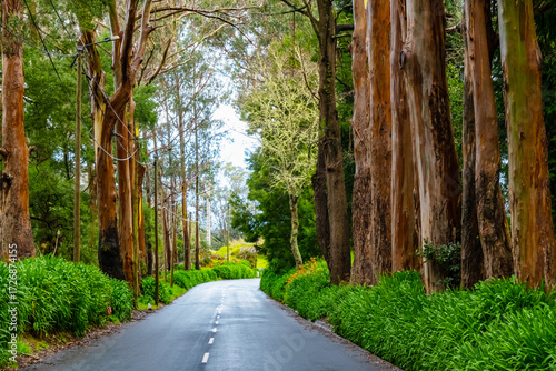 Eucalyptus trees line a quiet, picturesque road on Madeira Island, Portugal. The road is enveloped by lush greenery, offering a serene escape into nature's beauty and tranquility