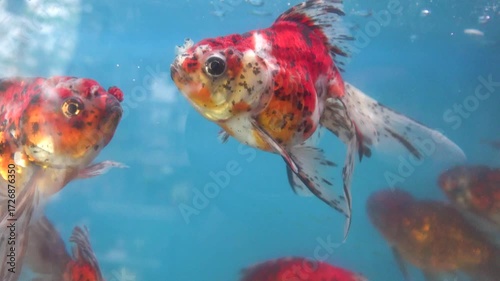 Aquarium fish at the Vietnamese bazaar. Goldfish Koi carp predominate