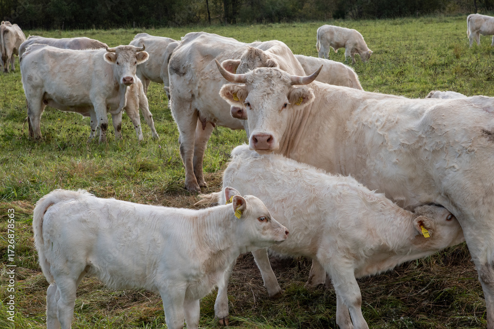 Obraz premium cows in a field