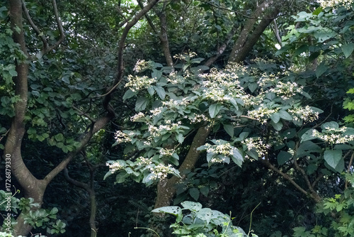 Trees in the forest. A tree with white flowers in the forest. Clerodendrum trichotomum. Harlequin Glorybower. Flowers are white or pale red from August to September.