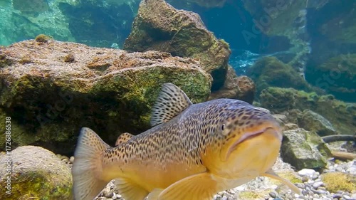 Eine männliche Bachforelle, ein sogenannter Milchner,  schwimmt im glasklaren Wasser der Isar am Laichplatz und wartet auf weibliche Forellen zur Eiablage