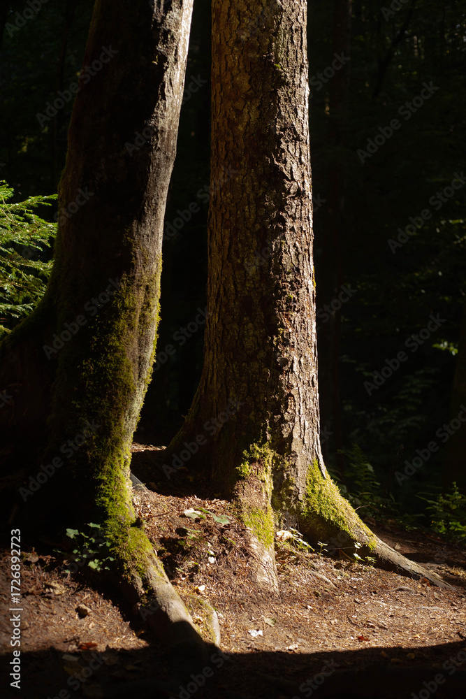 Obraz premium the old tree trunks mos-covered in the dark mystery forest