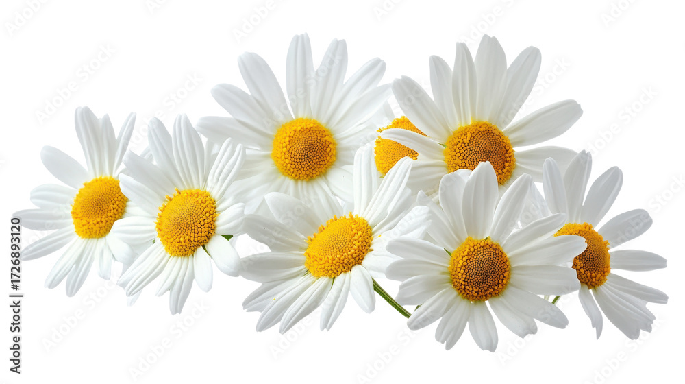 Obraz premium White Chamomile Flowers with Yellow Centers isolated on a transparent background