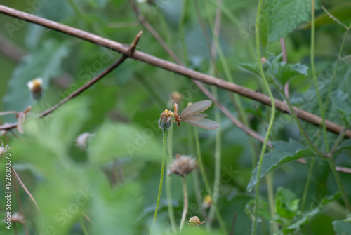 A delicate Winged termite perched on a slender green grass stem, with translucent wings glowing against a blurred natural background.