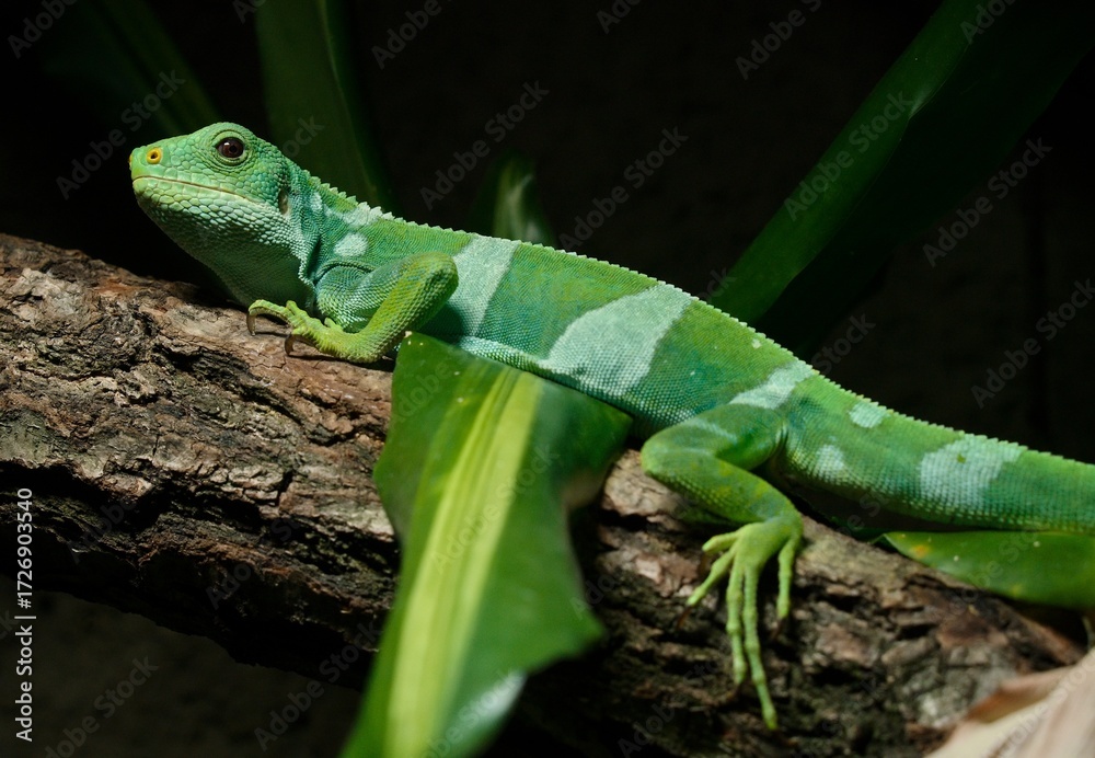 Fototapeta premium Fiji banded iguana