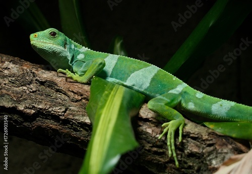 Fiji banded iguana
