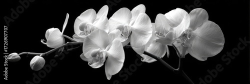 Black and white orchid blossoms against a dark background