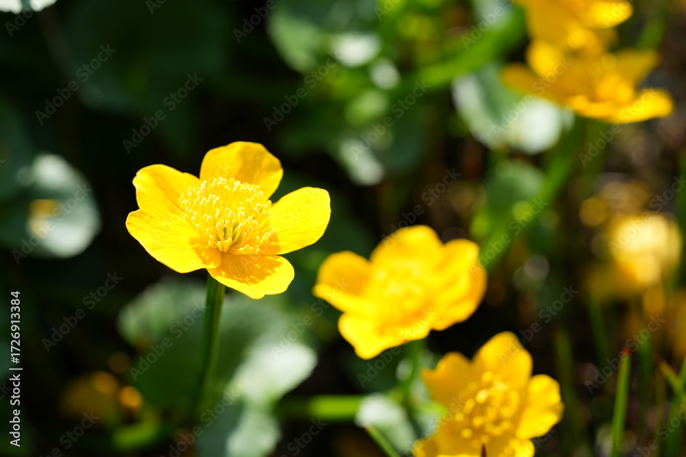 Obraz premium Sumpfdotterblume (Caltha palustris), Sumpf-Dotterblume, Hahnenfußgewächs, Ranunculaceae, strahlen gelbe Blüten, Blume, Frühling, Ufer, Gewässer 