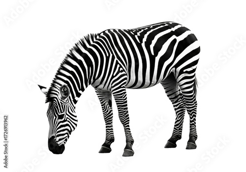 Black and white striped zebra stands peacefully with head down, isolated on a plain background, highlighting its elegant silhouette and natural essence