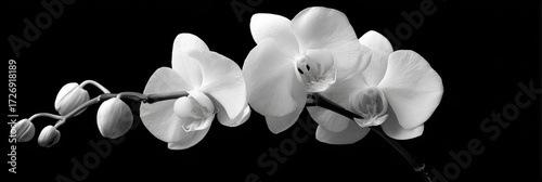 Black and white orchid blossoms (1)