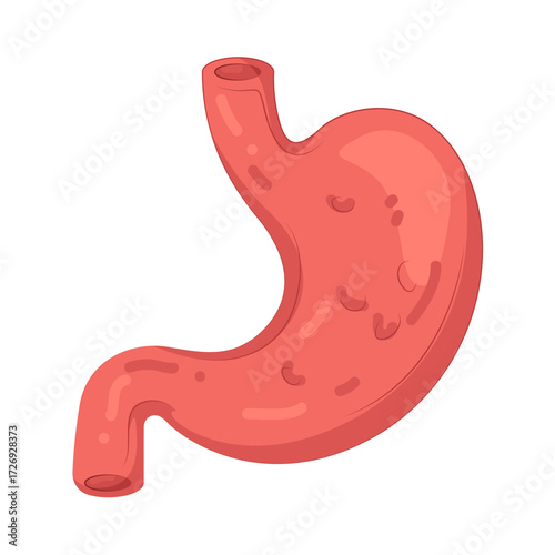 Illustration of Human Stomach Anatomy
