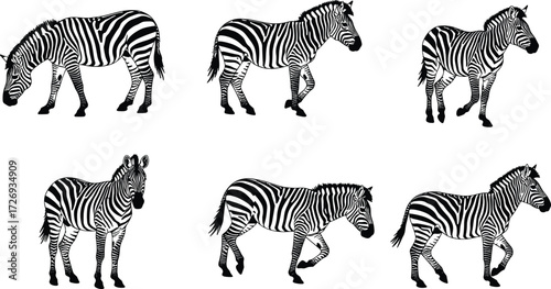 Zebra vector illustration set showing different poses such as grazing, walking, standing, and looking forward in detailed stripe artwork