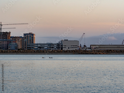 Two dolphins glide across the water in front of Gibraltars passenger terminal and skyscraper construction site, blending urban growth with marine wildlife.