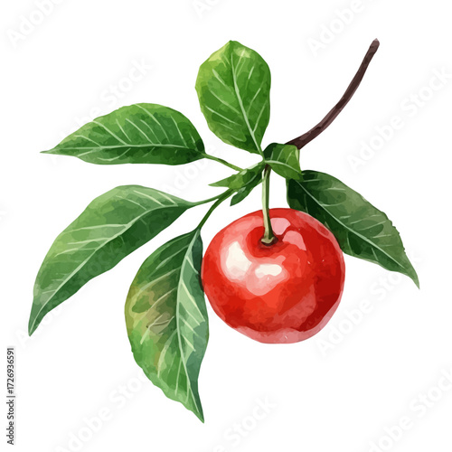 watercolor vector of Acerola Cherry, isolated on a white background.